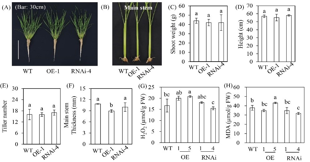 Fig. 7.jpg