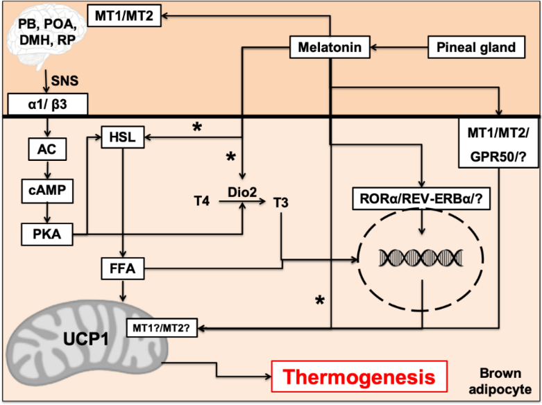 Fig. 2..png