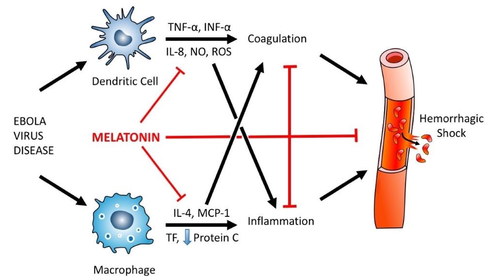 Figure 1.jpg