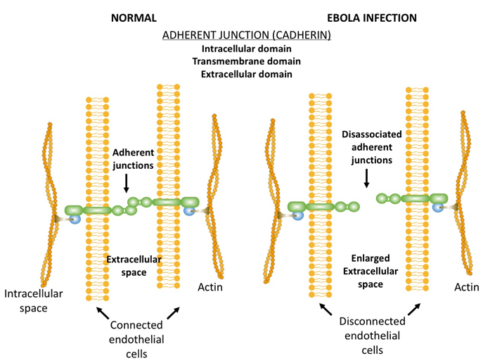 Figure 2.png