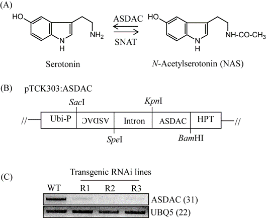 Figure 1.png