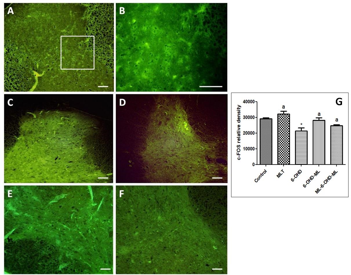 Figure 6..jpg