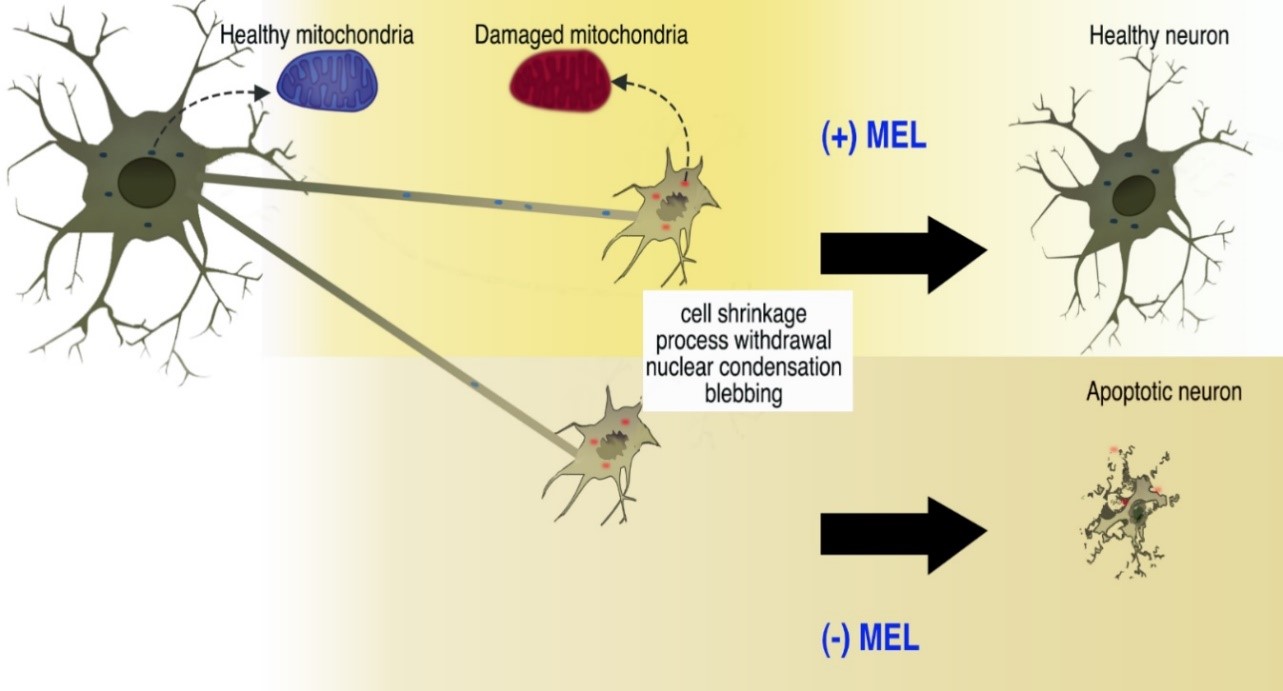 Figure 3.jpg