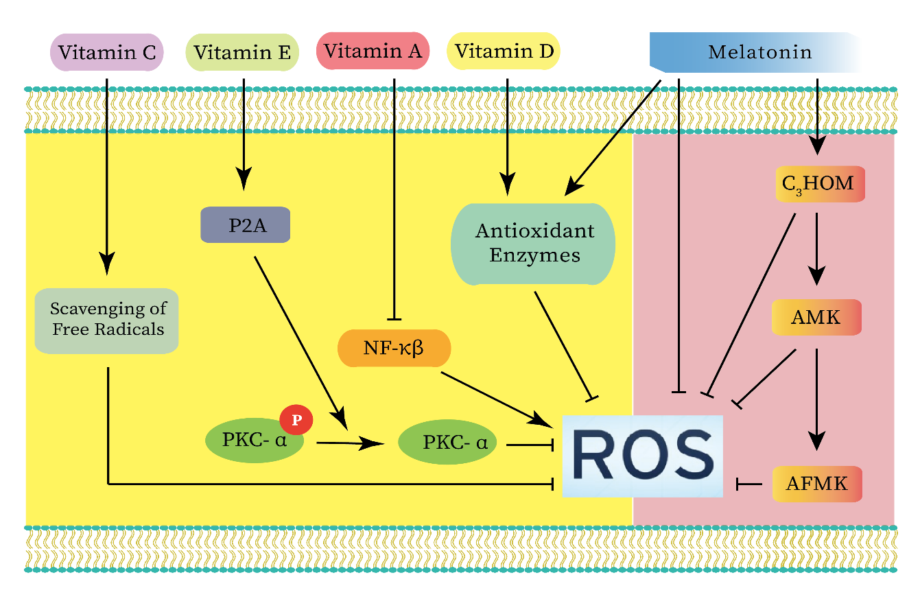 Figure 2.png