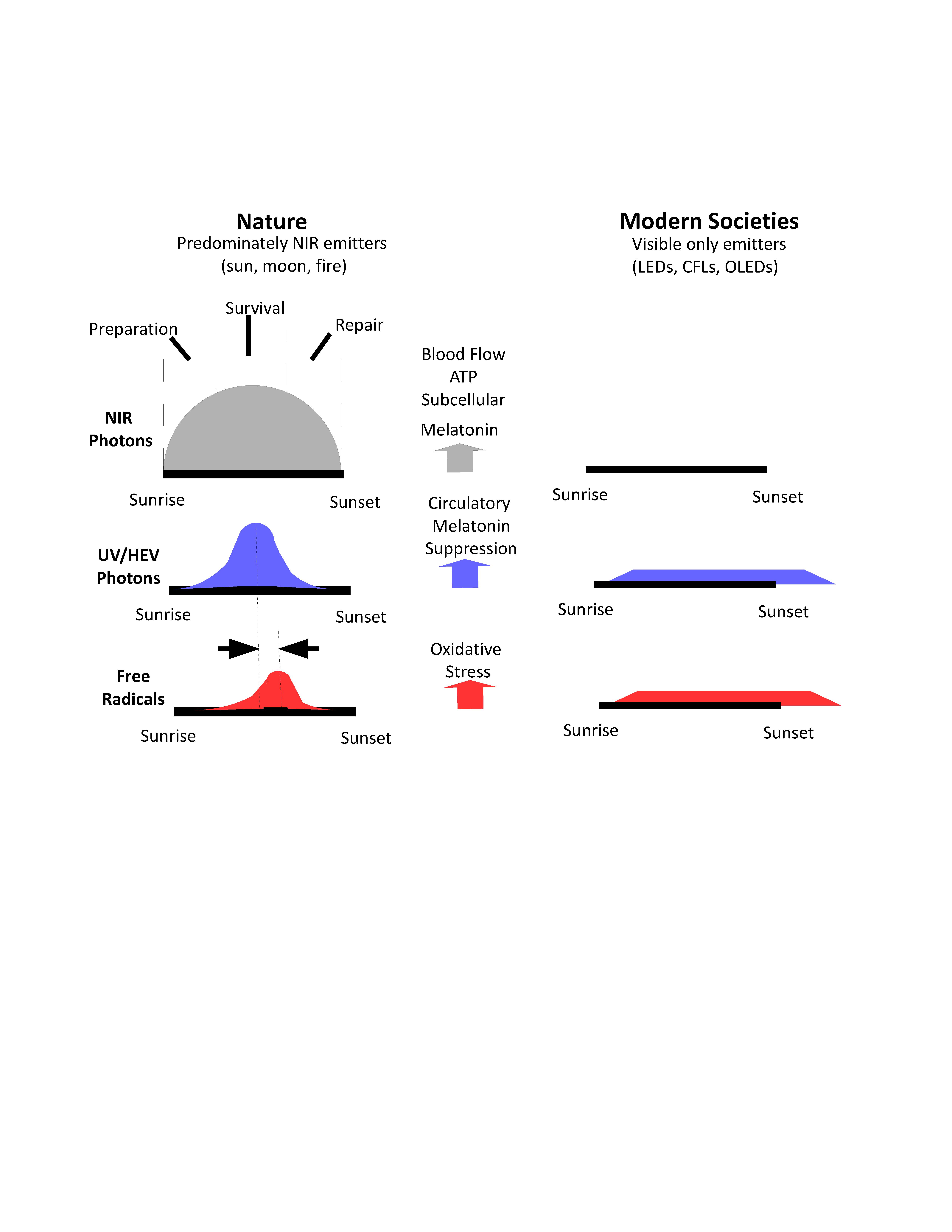 Melatonin And The Optics Of The Human Body Melatonin Research