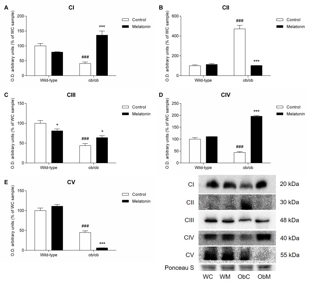 Pleiotropic Role Of Melatonin In Brain Mitochondria Of Obese Mice Melatonin Research