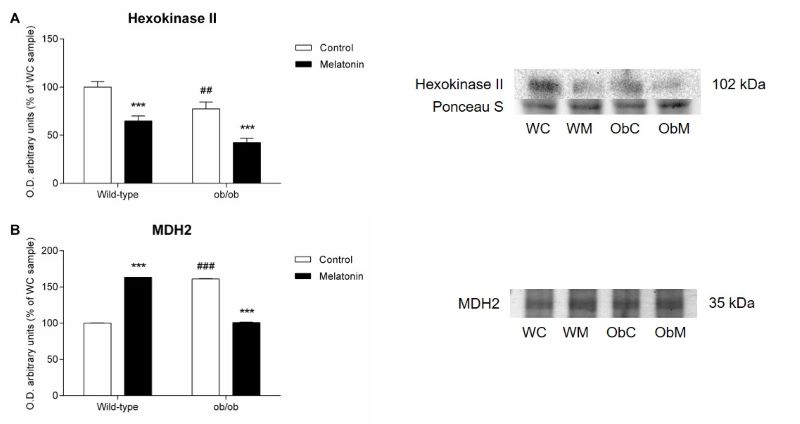 Pleiotropic Role Of Melatonin In Brain Mitochondria Of Obese Mice Melatonin Research