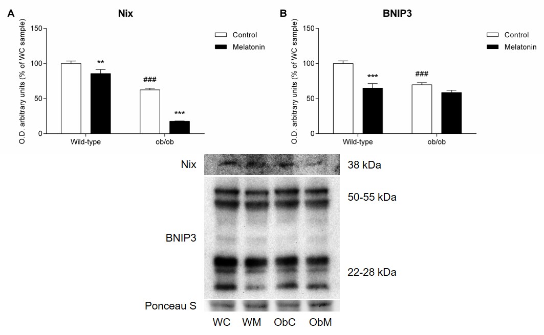 Pleiotropic Role Of Melatonin In Brain Mitochondria Of Obese Mice Melatonin Research