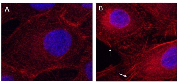 Figure 2.jpg