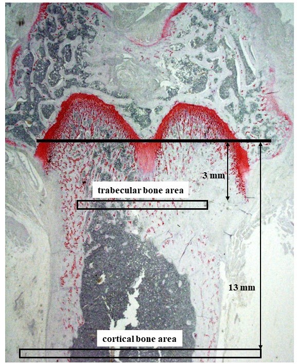 Figure 1.jpg