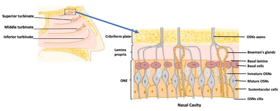 Figure 1.jpg