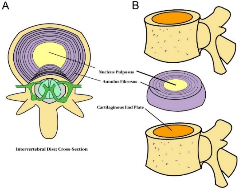 Figure 1.jpg