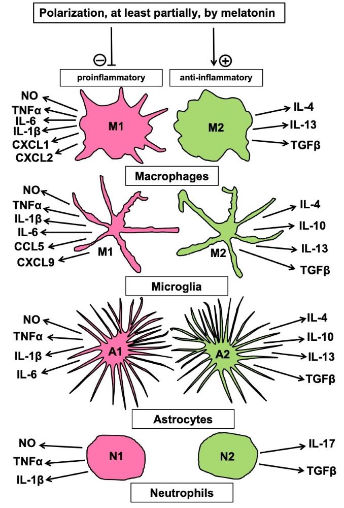 Figure 1.jpg