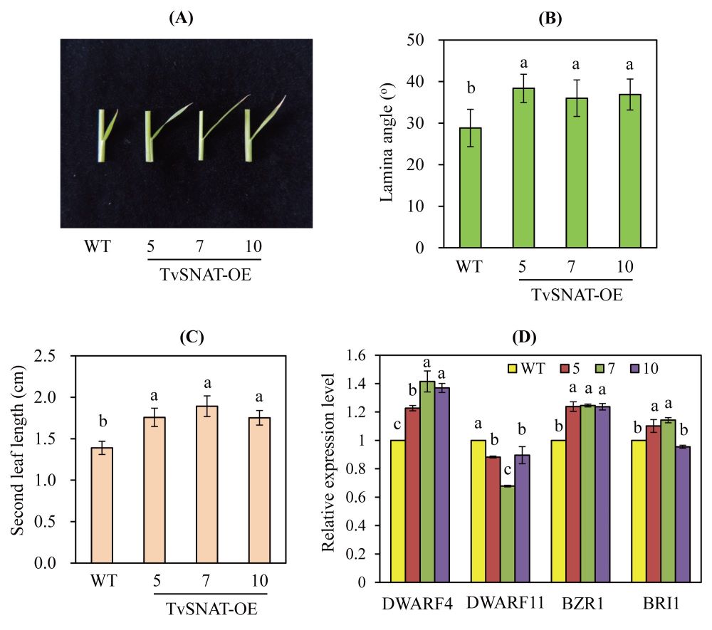 Figure 2.jpg