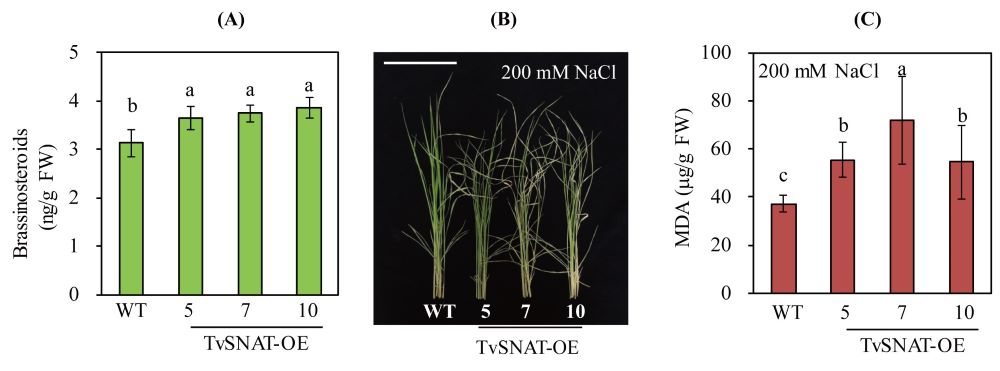 Figure 3.jpg