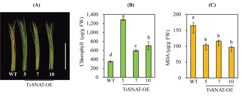 Figure 4.jpg