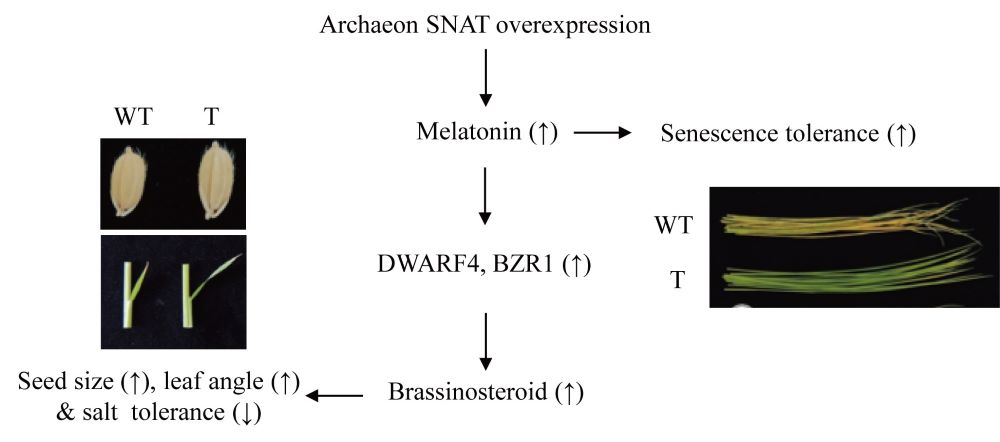 Figure 5.jpg